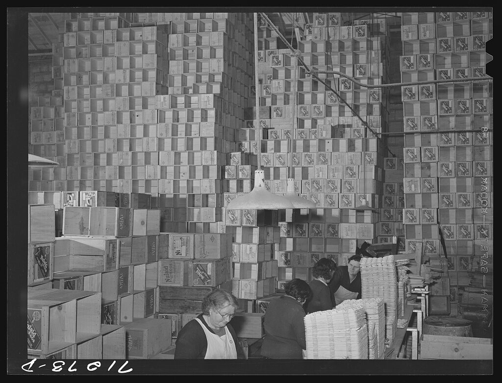 Workers candling and packing eggs at a Petaluma egg-packing plant in 1942.